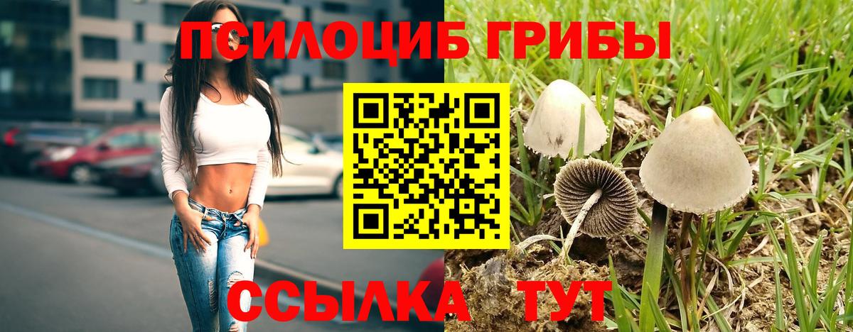 Галлюциногенные грибы Psilocybe Соль-Илецк